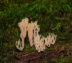 Artomyces austropiperatus