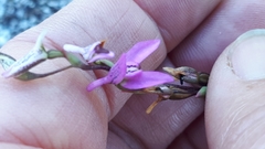 Disa obliqua