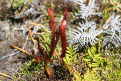 Drosera murfetii