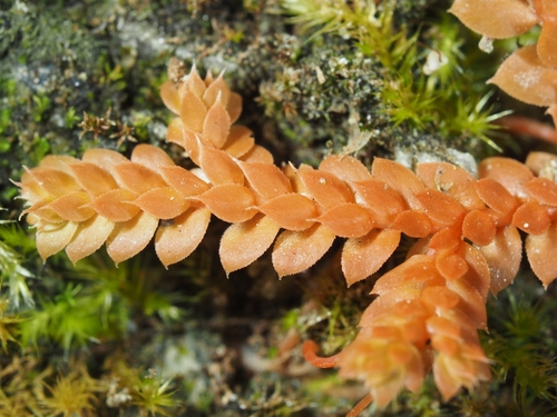 Toothed-leaved clubmoss (Selaginella denticulata)