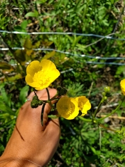 Ranunculus acris acris