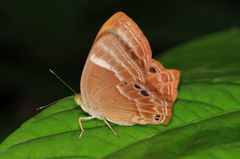 Abisara