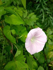 Calystegia sepium