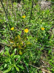 Ranunculus acris acris