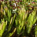 Northern Clubmoss - Photo (c) Burkhard, some rights reserved (CC BY-NC-SA), uploaded by Burkhard