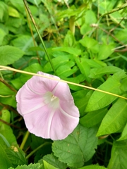 Calystegia sepium