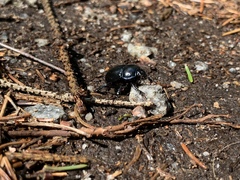 Anoplotrupes stercorosus