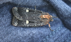 Abagrotis mirabilis