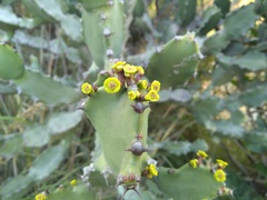 Euphorbia