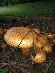 Pholiota