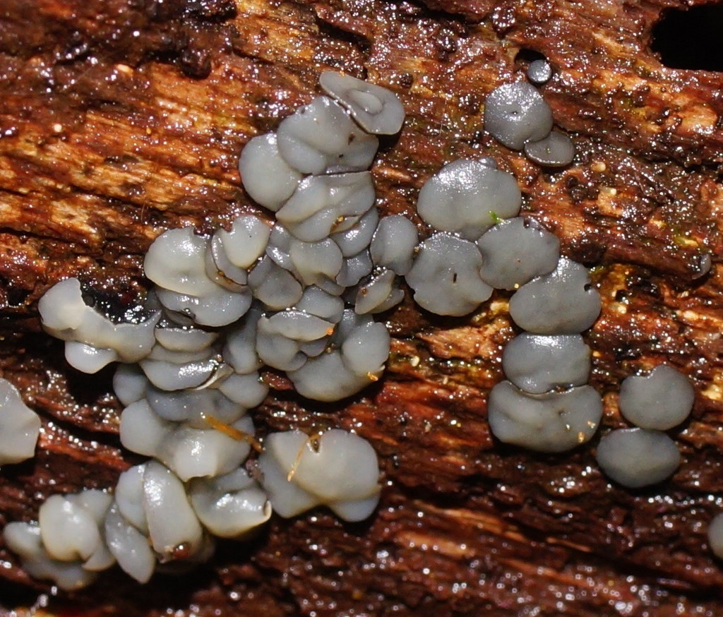 common grey disco