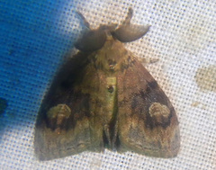Orgyia papuana