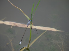 Lestes sigma
