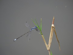 Lestes sigma