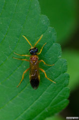 Tenthredo campestris