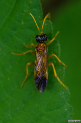 Tenthredo campestris