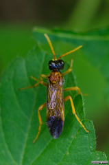 Tenthredo campestris