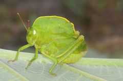 Teratodes monticollis