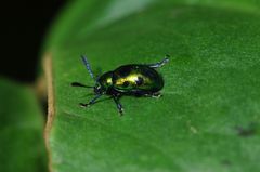 Platycorynus decemnotatus