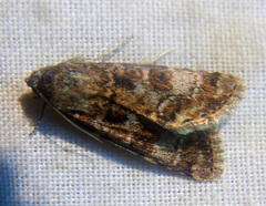 Heliothis punctifera
