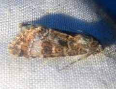 Heliothis punctifera