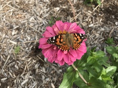 Vanessa cardui