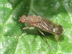Suillia variegata