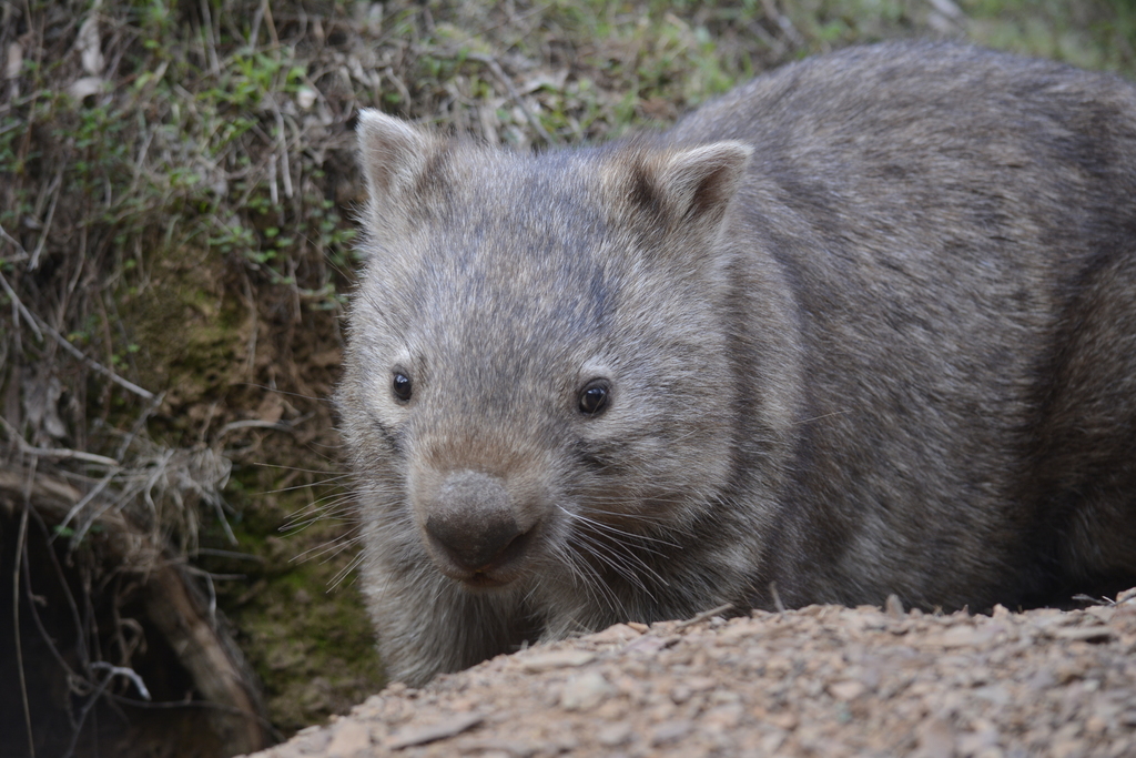Common Wombat