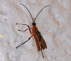 Acrotaphus fuscipennis