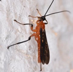 Acrotaphus fuscipennis