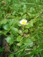 Bellis perennis