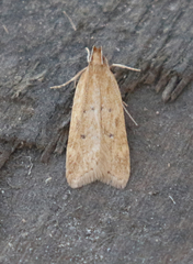 Helcystogramma badia