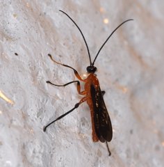 Acrotaphus fuscipennis