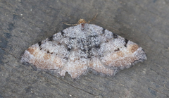 Macaria adonis