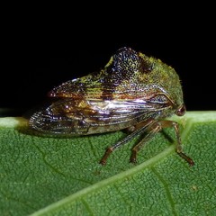 Telamona decorata