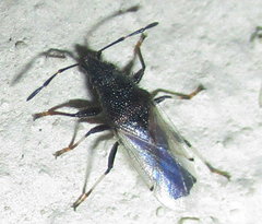 Oxycarenus