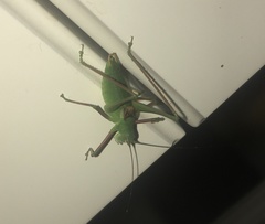 Poecilimon schmidtii