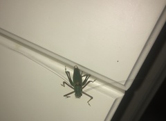 Poecilimon schmidtii