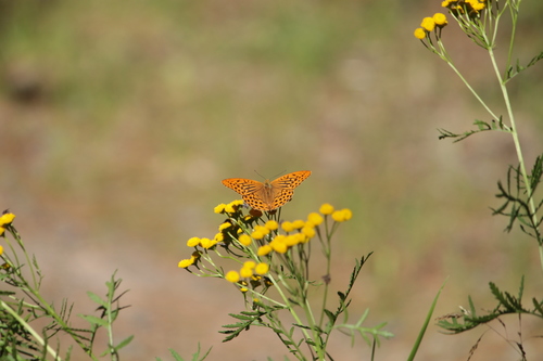 Silver-washed Fritillary photo 2