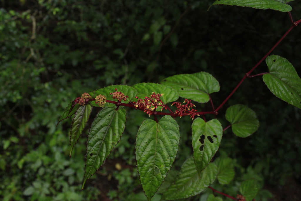 Cissus discolor