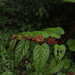 Begonia Vine - Photo (c) Aditya Gadkari, some rights reserved (CC BY-NC), uploaded by Aditya Gadkari