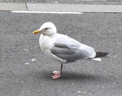 Larus argentatus