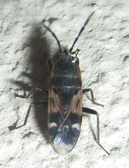 Lanchnophorus singalensis