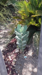 Calotropis procera
