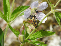 Brachyta interrogationis