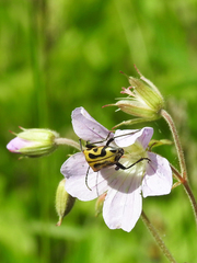 Brachyta interrogationis