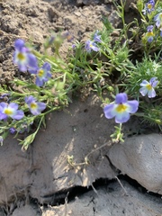 Porterella carnosula