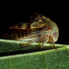 Telamona decorata