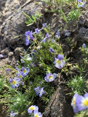 Porterella carnosula