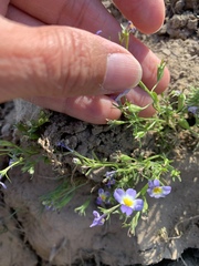 Porterella carnosula